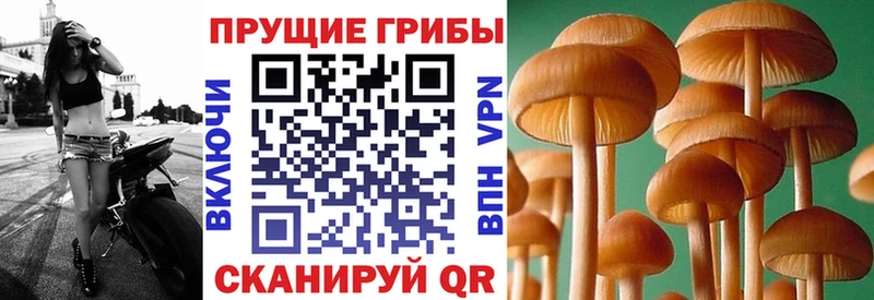 Псилоцибиновые грибы Psilocybine cubensis  Зверево 